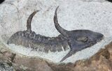 Rare Cambrian Kingaspidoides Trilobite - Tizi Ntfrkhin, Morocco #40592-2